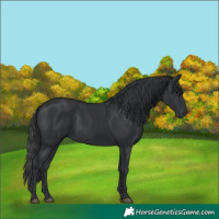 Horse Color:Black 