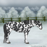 Horse Color:Black Tobiano Frame Appaloosa 
