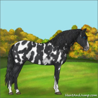 Horse Color:Black Tobiano Frame Appaloosa 