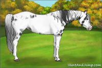 Horse Color:Black Tobiano Frame Leopard 