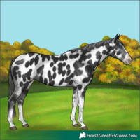 Horse Color:Liver Chestnut Tobiano Frame Near Leopard 