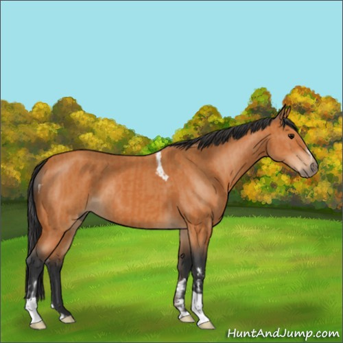 Horse Color:Bay and Bay Tobiano