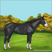 Horse Color:Black Splash 