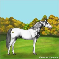 Horse Color:Black Tobiano Frame Leopard 