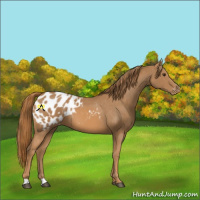 Horse Color:Chestnut Appaloosa 