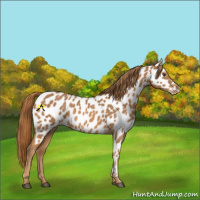 Horse Color:Chestnut Appaloosa 