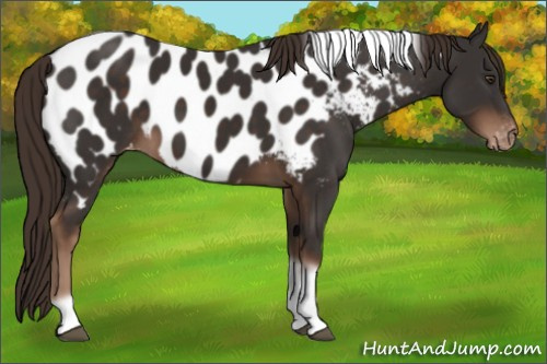 Horse Color:Liver Chestnut Tobiano Frame Appaloosa Rabicano