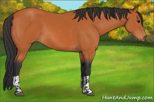 Horse Color:Bay and Bay