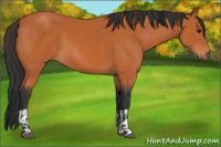 Horse Color:Bay  and Bay 