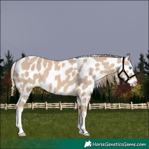 Horse Color:Smoky Creme Tobiano Frame Appaloosa 