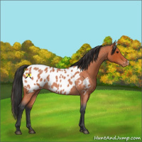 Horse Color:Bay Roan Appaloosa
