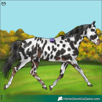 Horse Color:Liver Chestnut Tobiano Appaloosa 