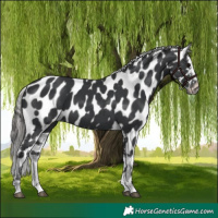 Horse Color:Black Appaloosa 