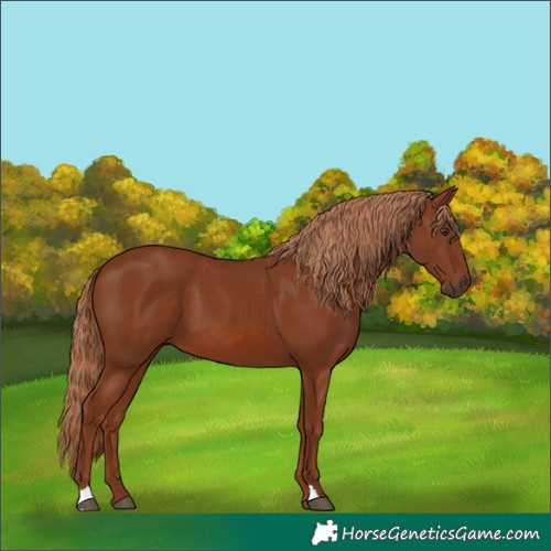 Horse Color:Chestnut 