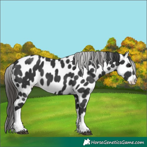 Horse Color:Black Tobiano Appaloosa 