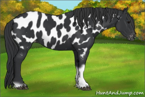 Horse Color:Black Tobiano Frame Appaloosa