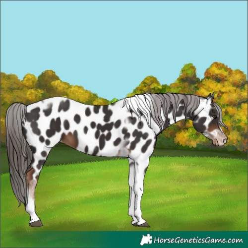 Horse Color:Liver Chestnut Tobiano Frame Appaloosa 