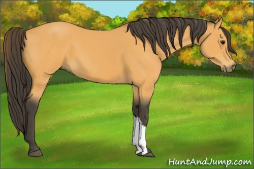 Horse Color:Buckskin 