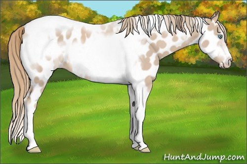 Horse Color:Smoky Creme Tobiano Frame Near Leopard