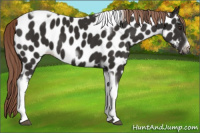 Horse Color:Liver Chestnut Tobiano Frame Appaloosa 