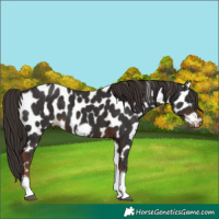 Horse Color:Liver Chestnut Tobiano Frame Appaloosa 