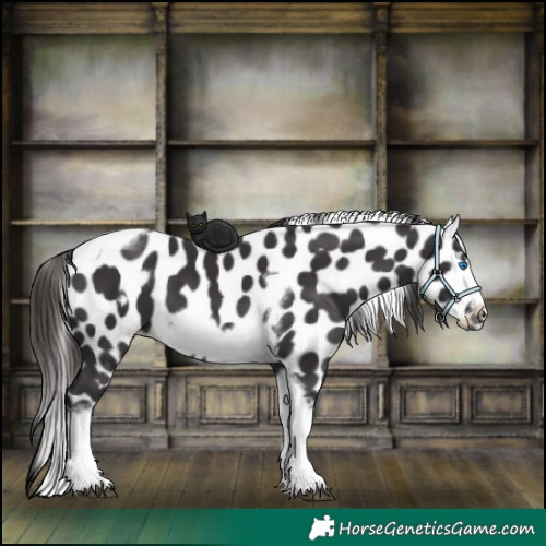 Horse Color:Smoky Black Tobiano Frame Appaloosa