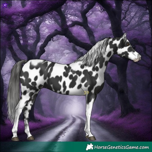 Horse Color:Liver Chestnut Tobiano Frame Appaloosa