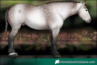 Horse Color:Gray Bay 