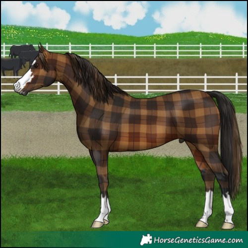 Horse Color:Gray Plaid  Bay 