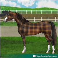 Horse Color:Gray Plaid  Bay 
