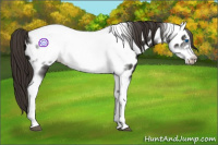Horse Color:Liver Chestnut Tobiano Frame Appaloosa 