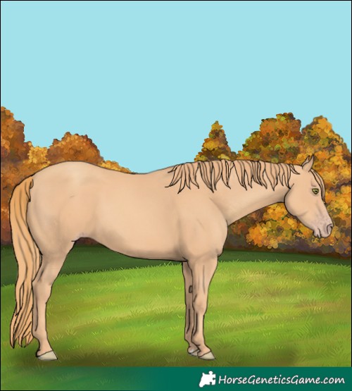 Horse Color:Gold Champagne 