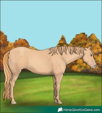 Horse Color:Gold Champagne 