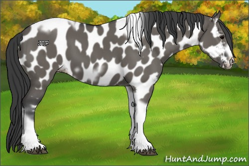 Horse Color:Grullo Tobiano Frame Appaloosa