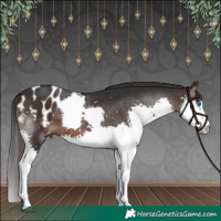 Horse Color:Brown Splash Appaloosa 