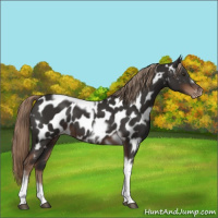 Horse Color:Liver Chestnut Tobiano Frame Near Leopard 