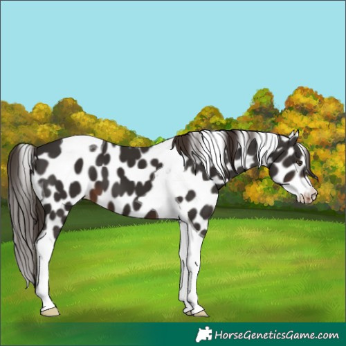 Horse Color:Liver Chestnut Tobiano Appaloosa
