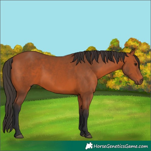Horse Color:Bay 