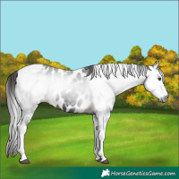 Horse Color:Gray Liver Chestnut Tobiano Frame Appaloosa 