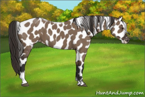 Horse Color:Liver Red Dun Tobiano Frame Appaloosa 