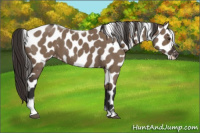 Horse Color:Liver Red Dun Tobiano Frame Appaloosa 