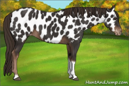 Horse Color:Liver Chestnut Tobiano Frame Near Leopard