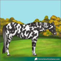 Horse Color:Liver Chestnut Tobiano Frame Appaloosa