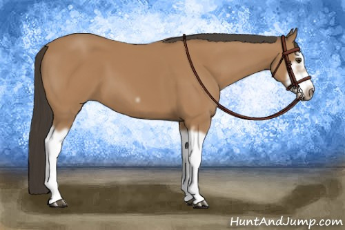 Horse Color:Bay Splash Frame 