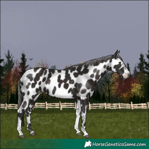 Horse Color:Liver Chestnut Tobiano Frame Appaloosa 