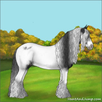 Horse Color:Black Tobiano Frame Appaloosa 