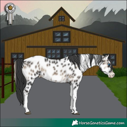 Horse Color:Blue Onyx Tobiano Frame Near Leopard
