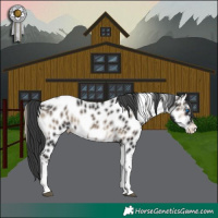 Horse Color:Blue Onyx Tobiano Frame Appaloosa 