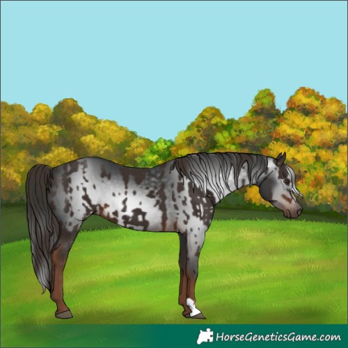 Horse Color:Liver Chestnut and Gray Liver Chestnut