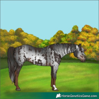 Horse Color:Liver Chestnut  and Gray Liver Chestnut 